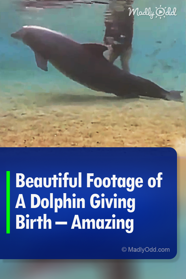 Beautiful Footage of A Dolphin Giving Birth – Amazing