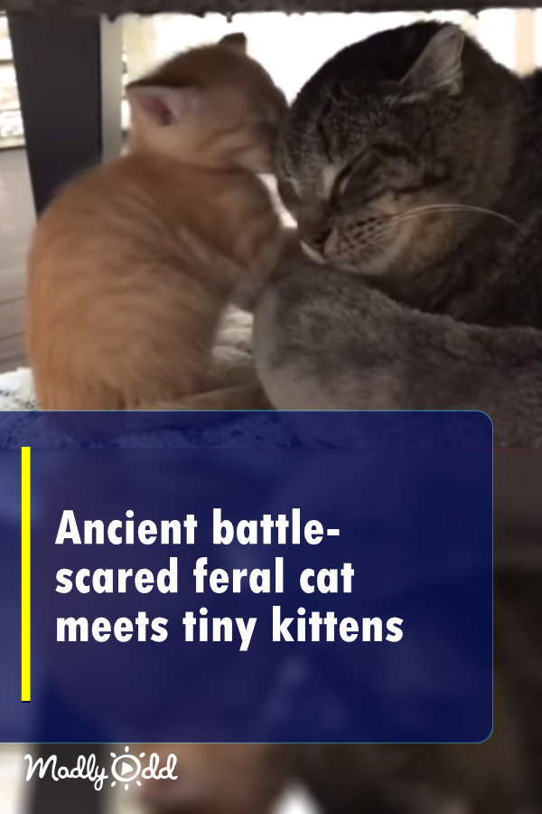 Ancient battle-scarred feral cat meets tiny kittens
