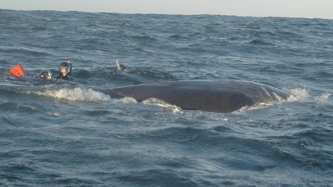 Касатка кит убийца. Киты опасны для людей. Гигантский кит. Киты опасны для людей. Киты опасны для людей.