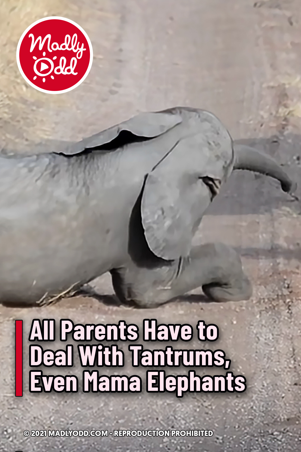 All Parents Have to Deal With Tantrums, Even Mama Elephants