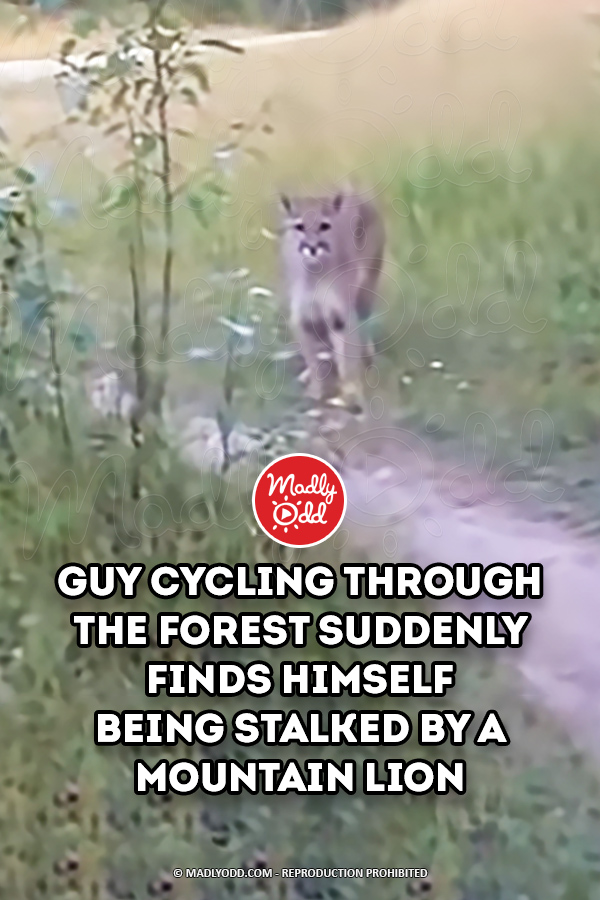 Guy Cycling Through the Forest Suddenly Finds Himself Being Stalked by A Mountain Lion