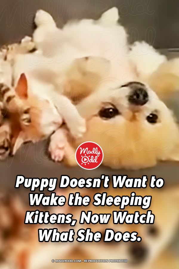 Puppy Doesn\'t Want to Wake the Sleeping Kittens, Now Watch What She Does.