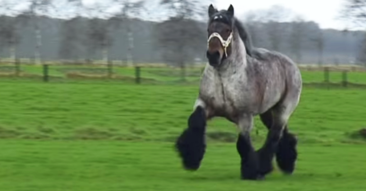 He took a huge horse onto the field, but when the horse starts moving