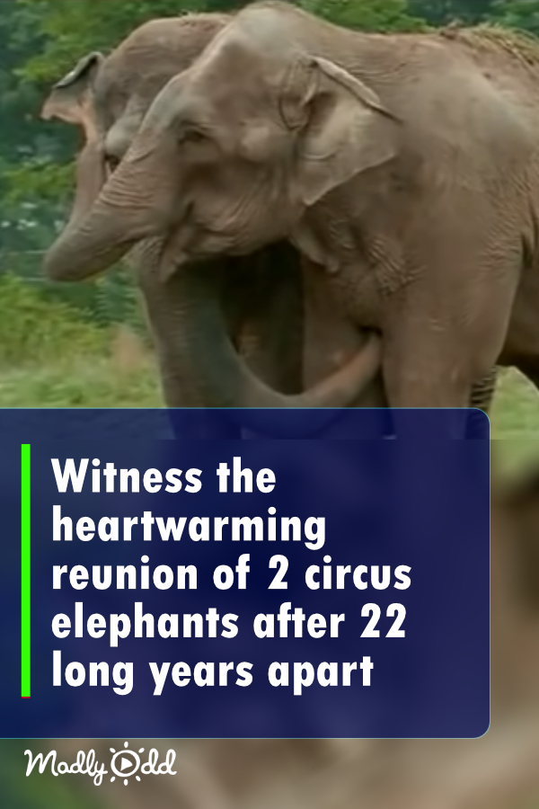 Witness the heartwarming reunion of 2 circus elephants after 22 long years apart