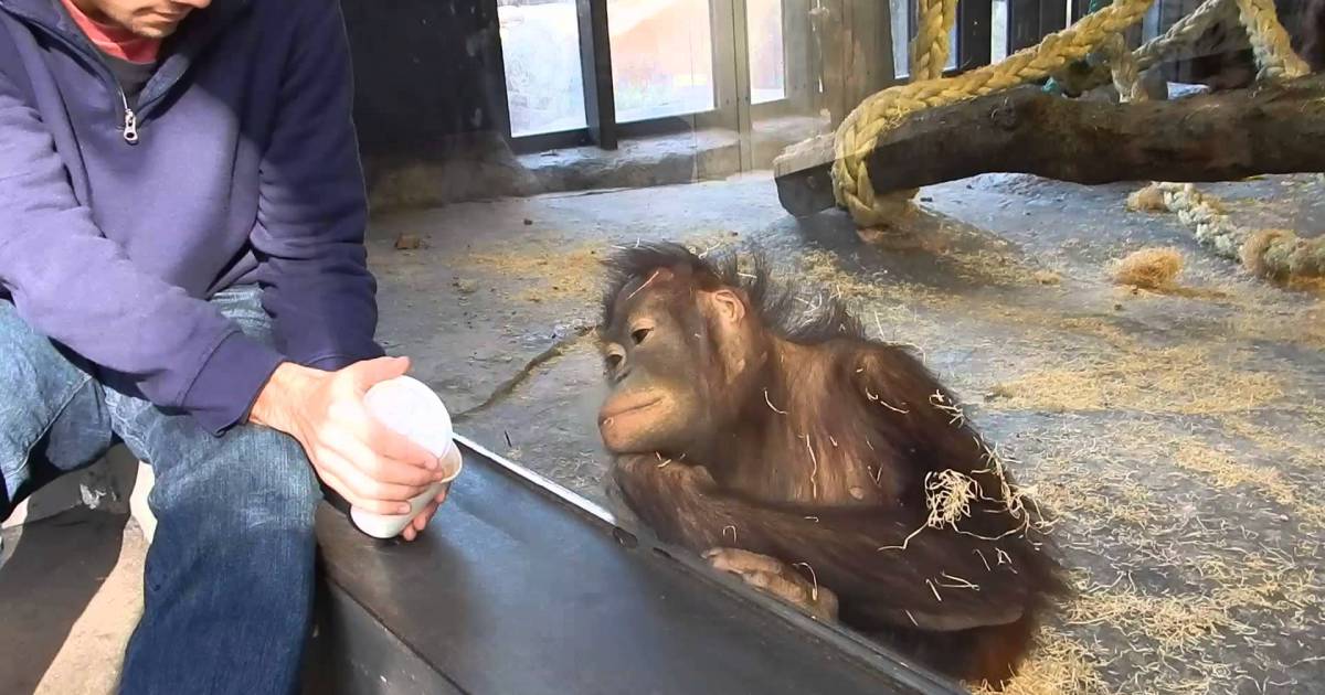 Orangutan Sees A Magic Trick & Starts Rolling On The Floor In Hysterics. Watch His Reaction