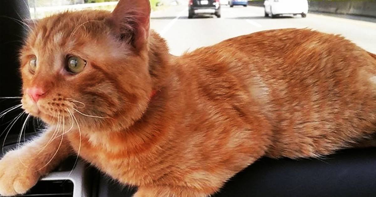 Shelter Decides To Euthanize A Cat Who Was “Unadoptable.” Just 60