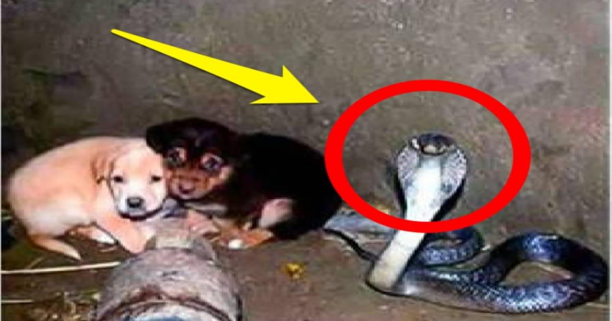 Two Puppies Fall Into A Deadly Cobra Pit, Then The Cobra Amazes Everyone –  Madly Odd!