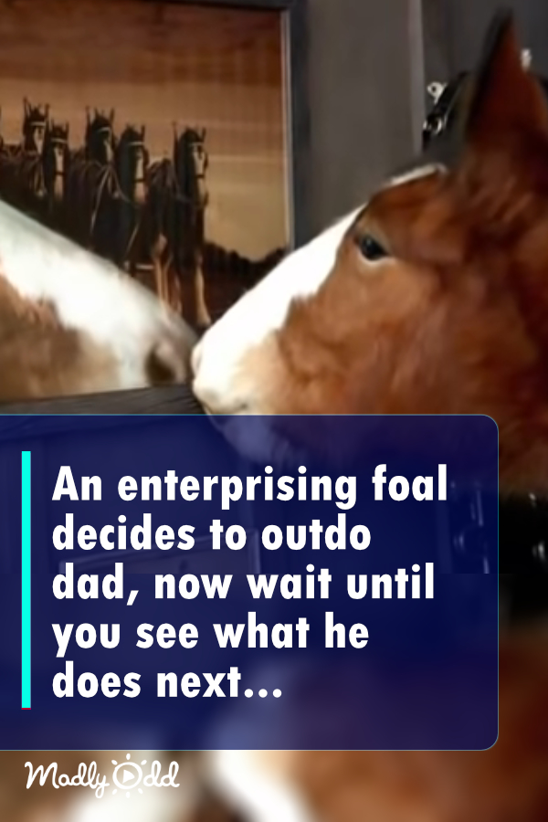 An enterprising foal decides to outdo dad, now wait until you see what he does next...