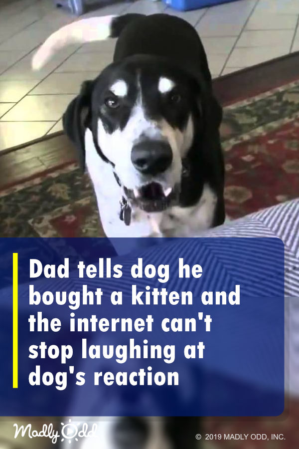 Dad Tells Dog He Bought a Kitten and The Internet Can\'t Stop Laughing at Dog\'s Reaction