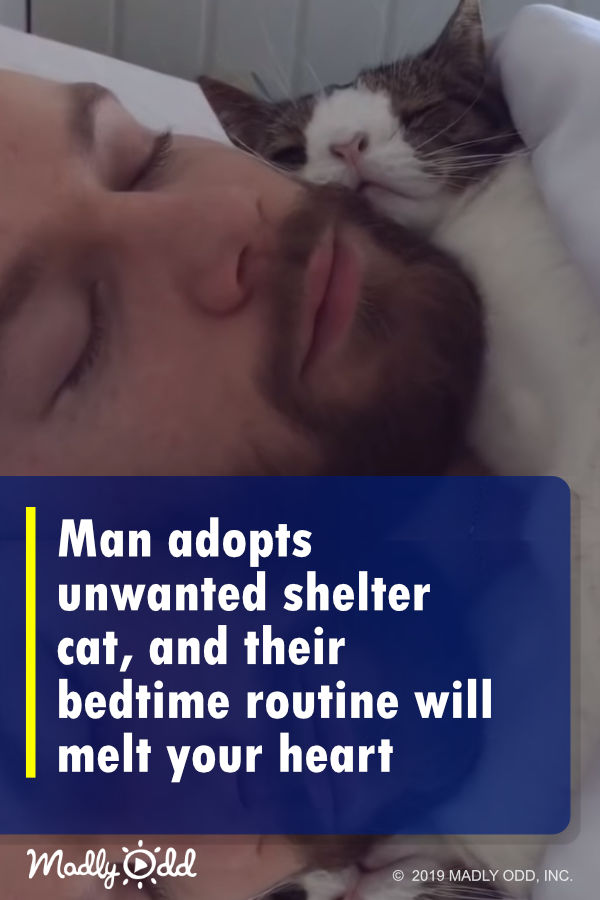 Man adopts unwanted shelter cat, and their bedtime routine will melt your heart