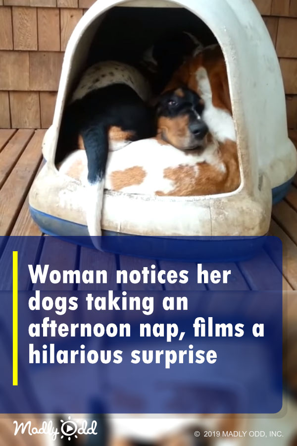 Woman notices her dogs taking an afternoon nap, films a hilarious surprise