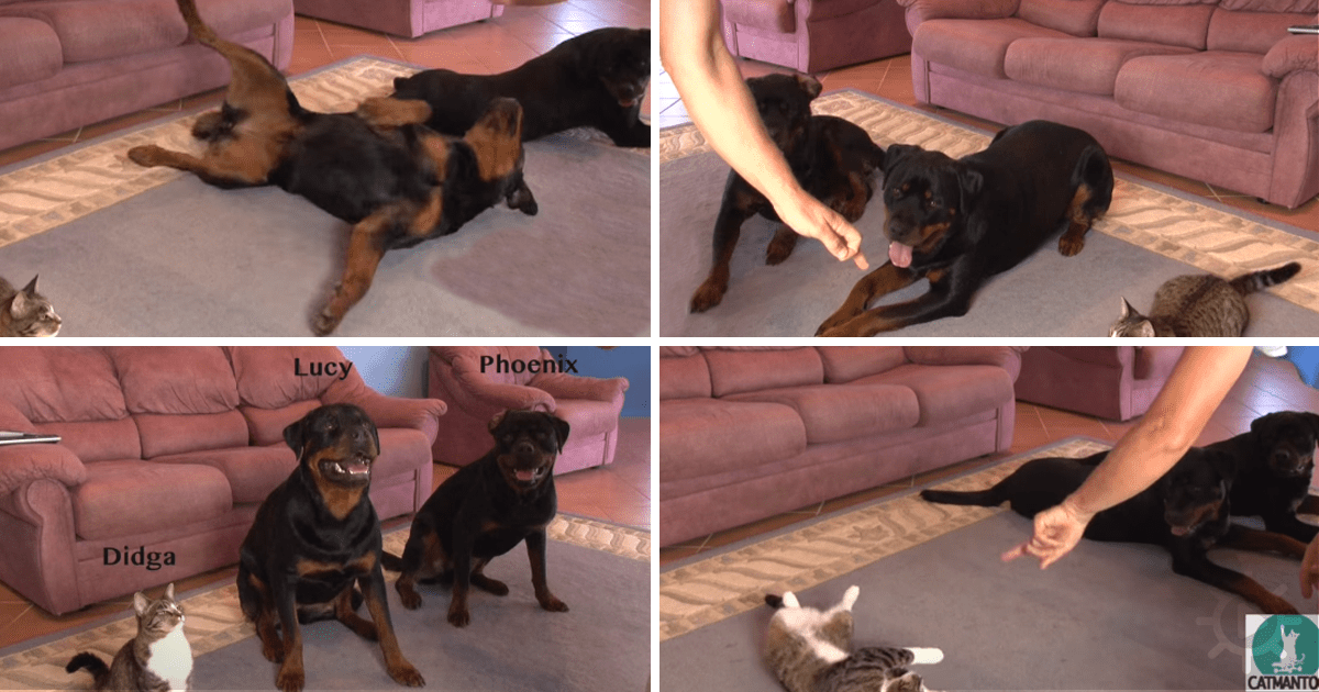 He asked his dogs to roll over. When you see the cat’s reaction, you’ll ...