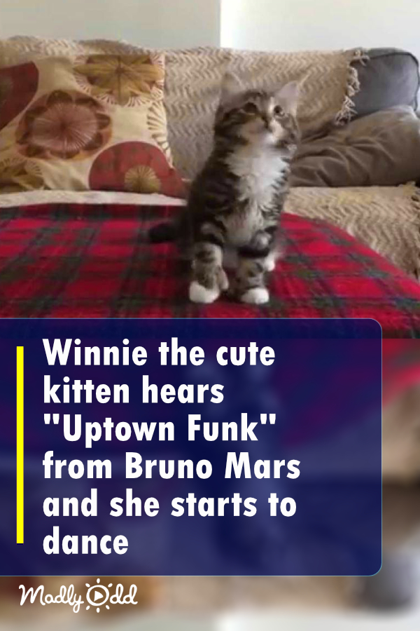 Winnie the cute kitten hears her favorite song and then she starts dancing... Funky!