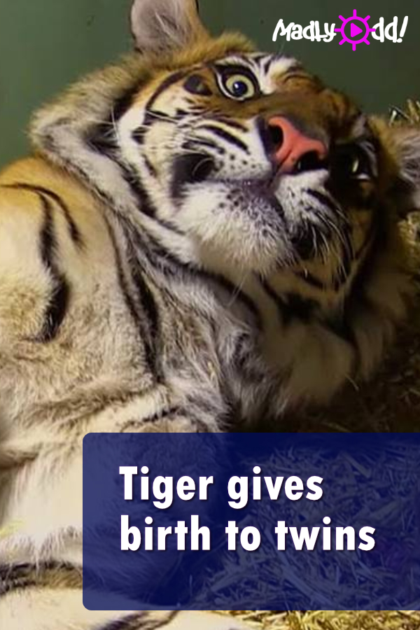 Tiger was giving birth to her baby, but when they took another look, they gasped a second time!