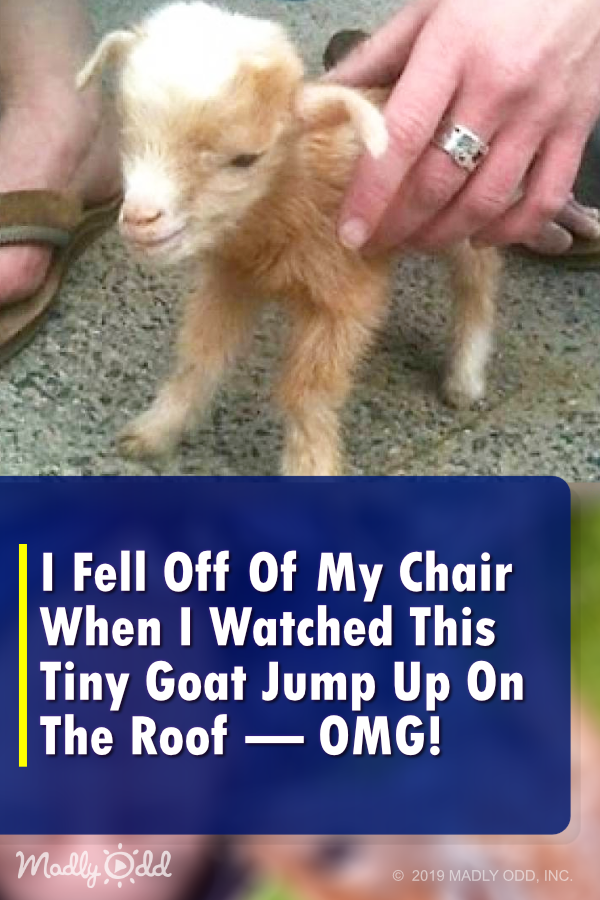 This Footage of Baby Goats Jumping All Over the Place Is Something You Won\'t Want to Miss