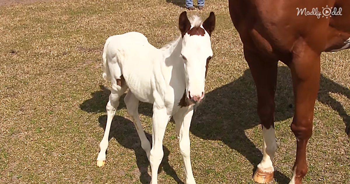29939-OG2-At-only-2-Days-Old,-This-Rare-Filly-Is-Already-Checking-Things-Out
