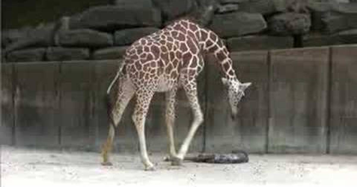Baby Giraffe Walking In Minutes! Zoo Keeper Can’t Believe It! Madly Odd!