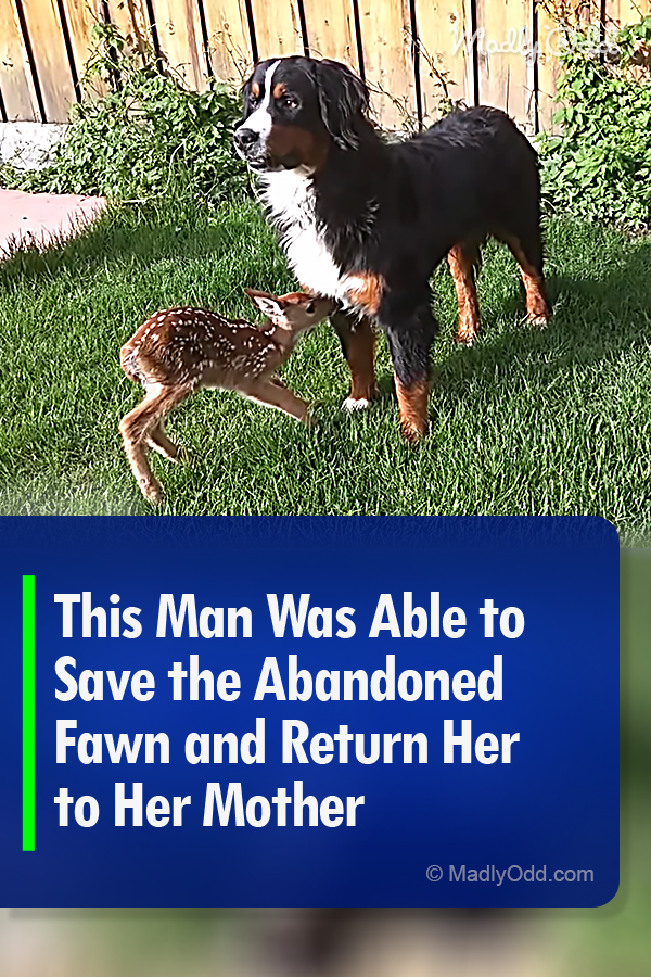 This Man Was Able to Save the Abandoned Fawn and Return Her to Her Mother