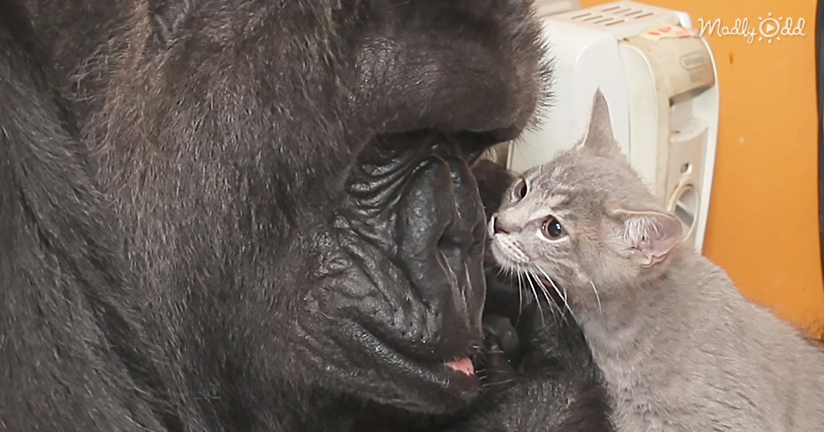31281-OG2-When-Koko-the-Gorilla-Gets-Two-Kittens-for-Her-Birthday,-Her-Maternal-Instincts-Were-Immediate