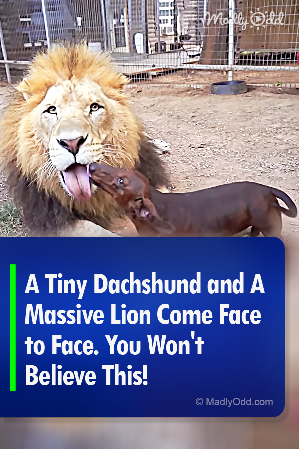 A Tiny Dachshund and A Massive Lion Come Face to Face. You Won\'t Believe This!