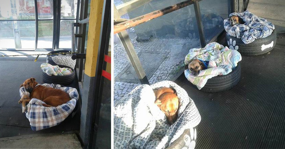 Two dogs rest in cozy tire beds with blankets, one sleeping peacefully, the other alert.