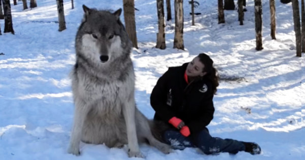 Giant Wolf Sits Down Next To This Lady, But Watch The Moment When Their ...