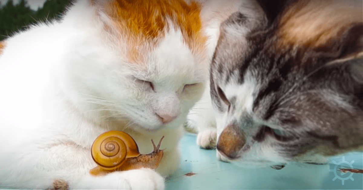 Inquisitive Cat Sees Snail On His Friends Paw Now Watch What Happens Next