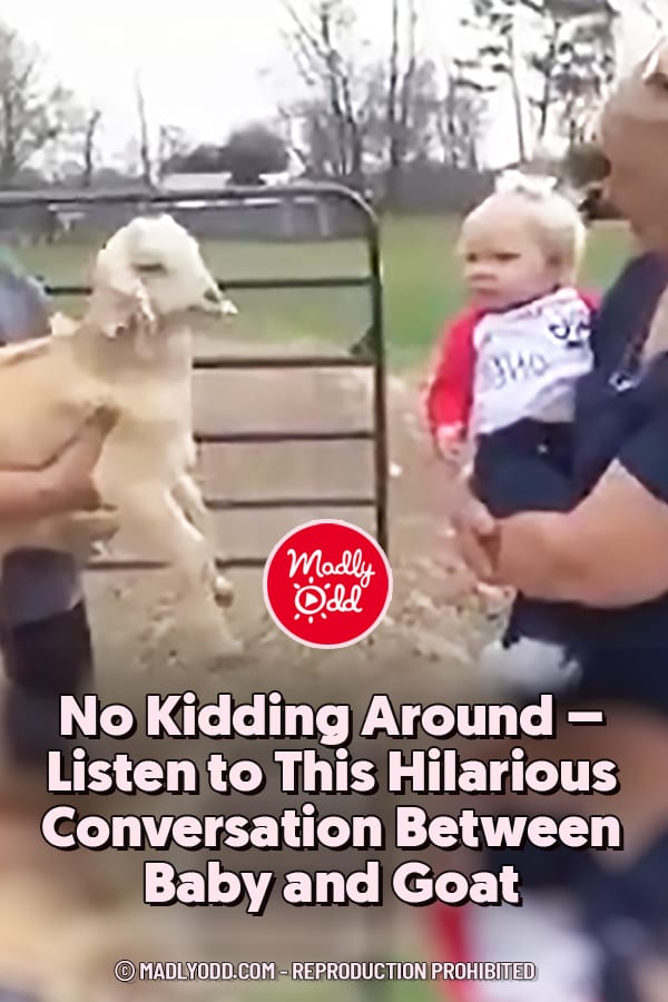 No Kidding Around – Listen to This Hilarious Conversation Between Baby and Goat