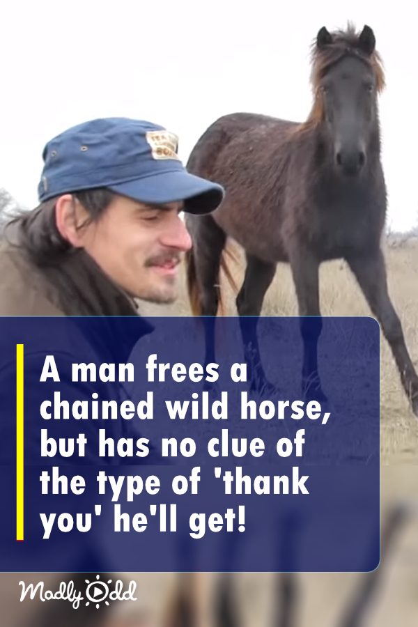 A man frees a chained wild horse, but has no clue of the type of ‘thank you’ he’ll get!