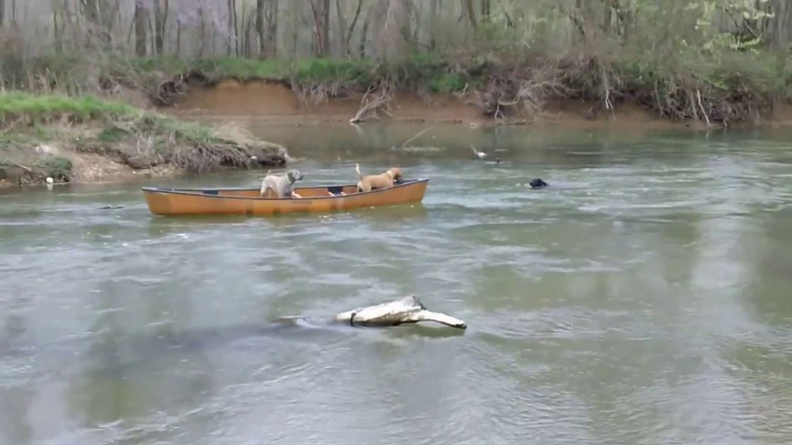 2 Dogs In A Runaway Canoe Floating Down River. Who Rescues Them