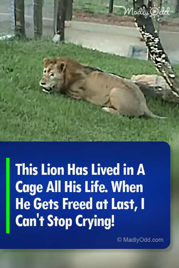 This Lion Has Lived in A Cage All His Life. When He Gets Freed at Last, I Can\'t Stop Crying!