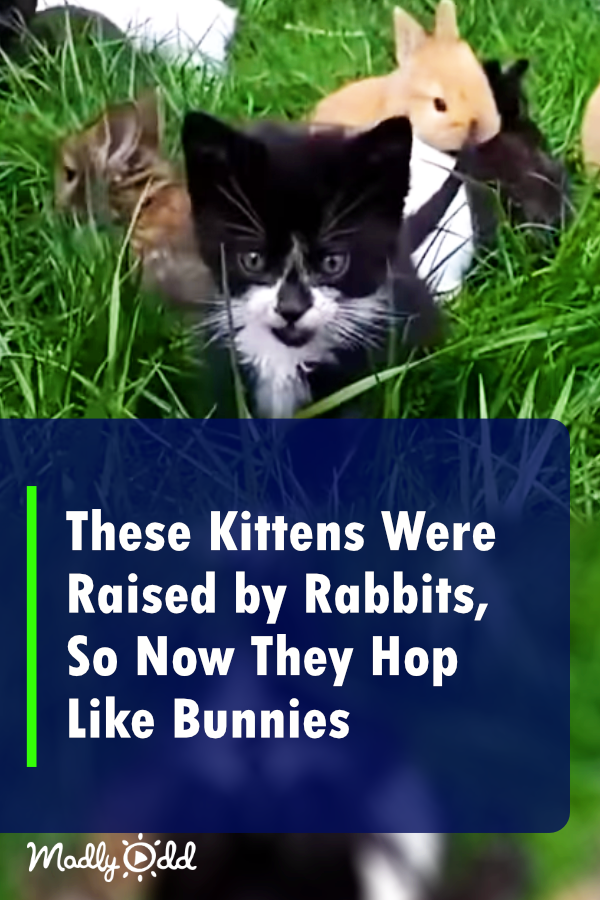 These Kittens Were Raised by Rabbits, So Now They Hop Like Bunnies