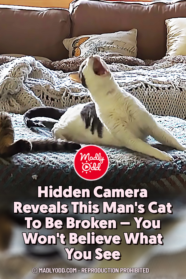 Hidden Camera Reveals This Man\'s Cat To Be Broken – You Won\'t Believe What You See