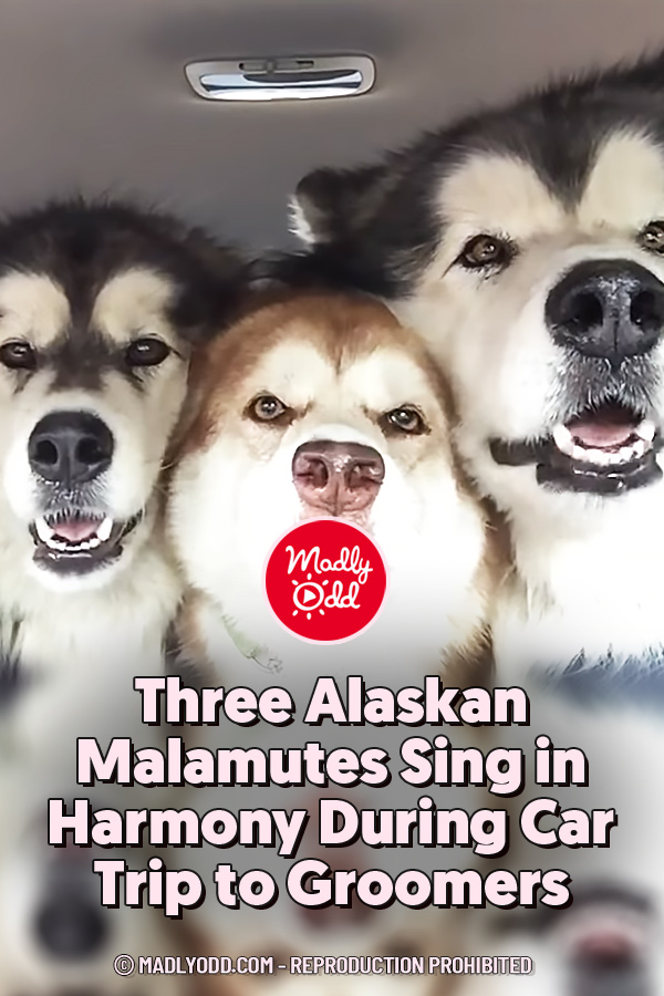 Three Alaskan Malamutes Sing in Harmony During Car Trip to Groomers