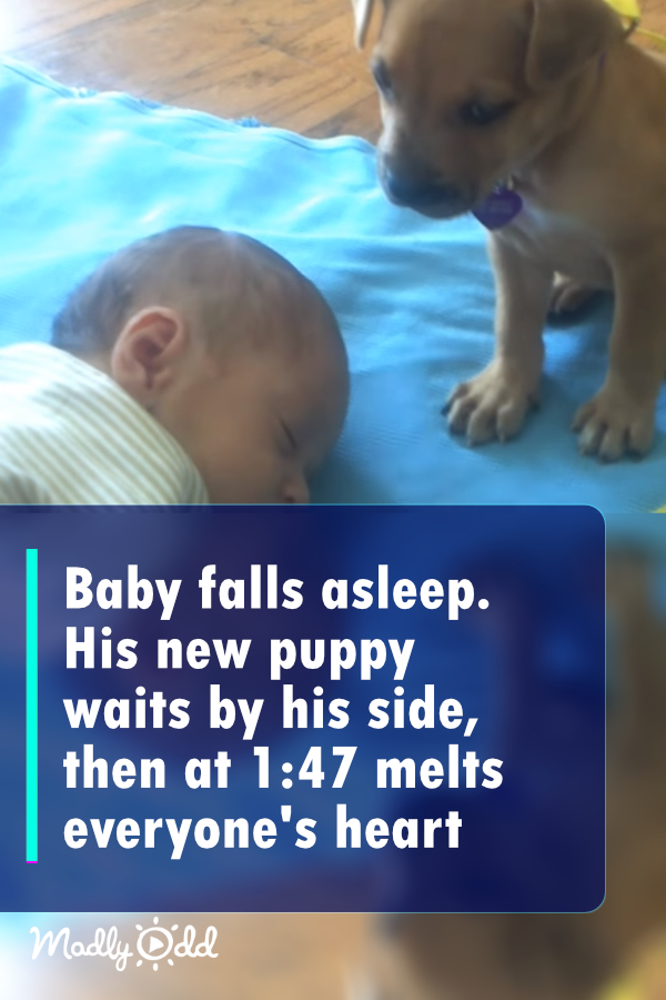 Baby falls asleep. His new puppy waits by his side, then at 1:47 melts everyone’s heart