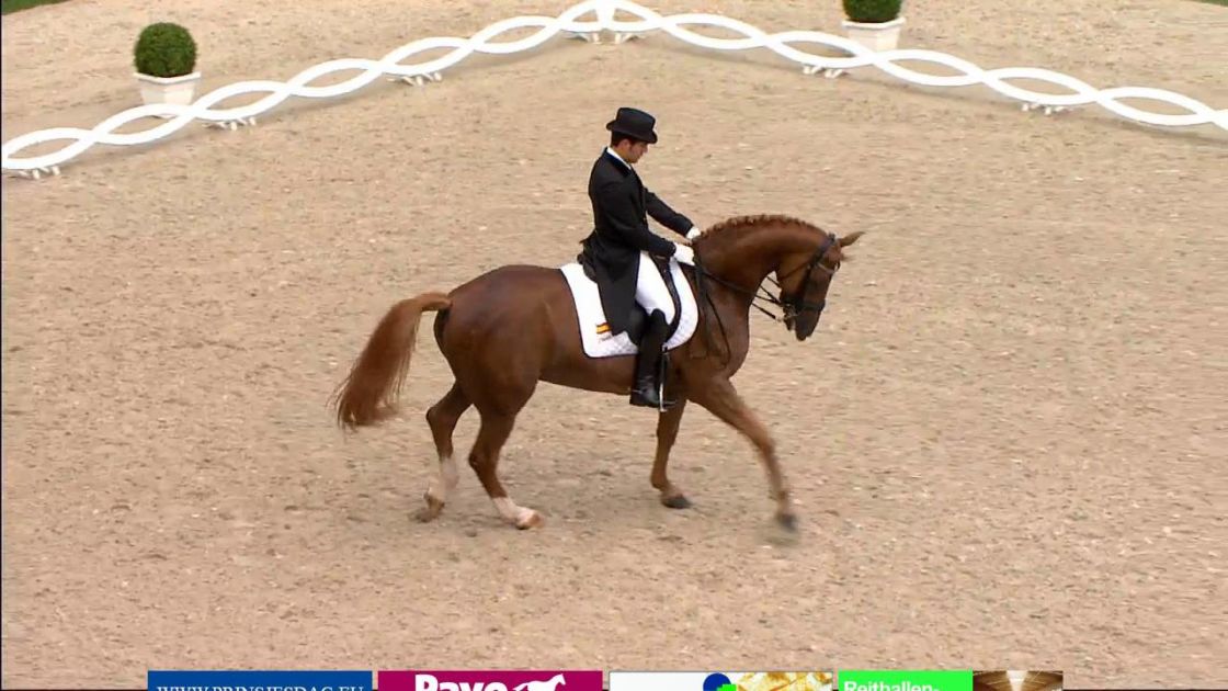 Beautiful Horse Displays Some Mind-Blowing Moves During This Dressage