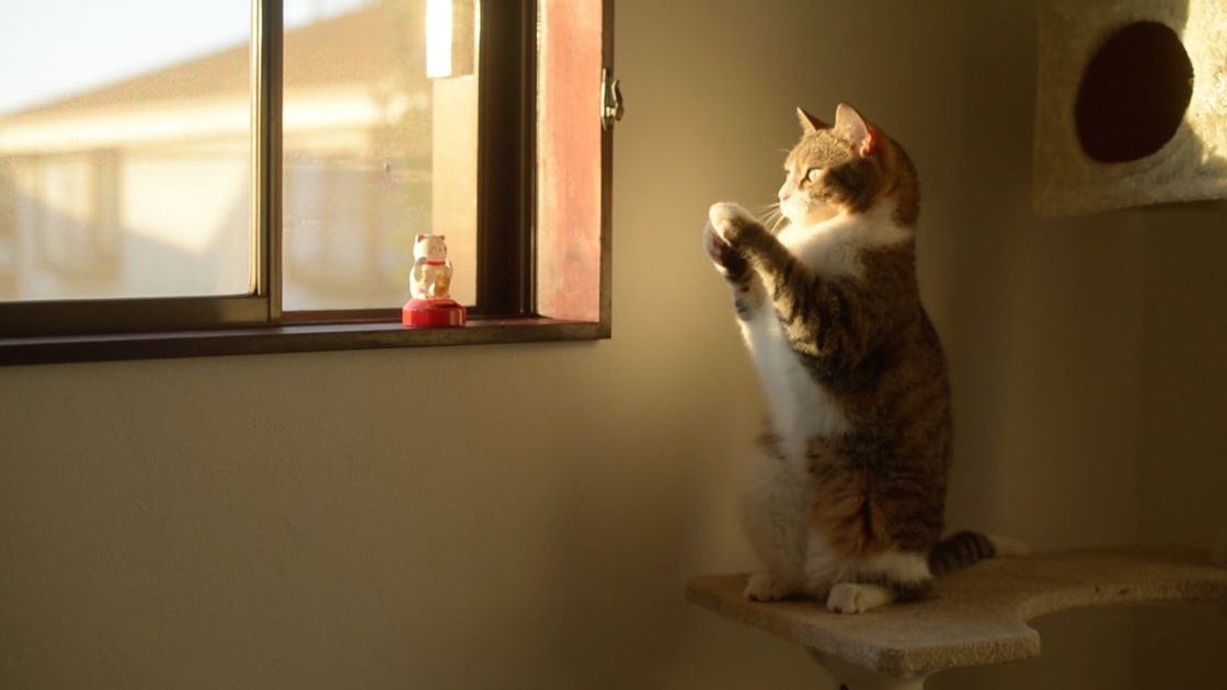 Cat Gets Fascinated With Figurine In Window. I Cracked Up At What He ...