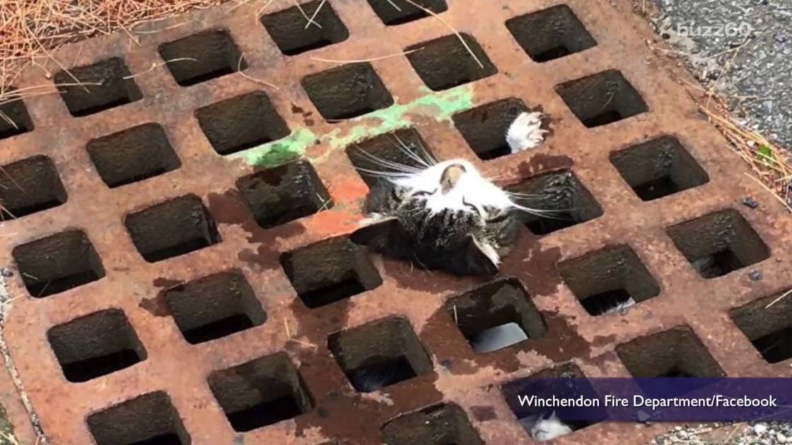 Cat Gets Herself In NearDeath Situation In Storm Drain. How