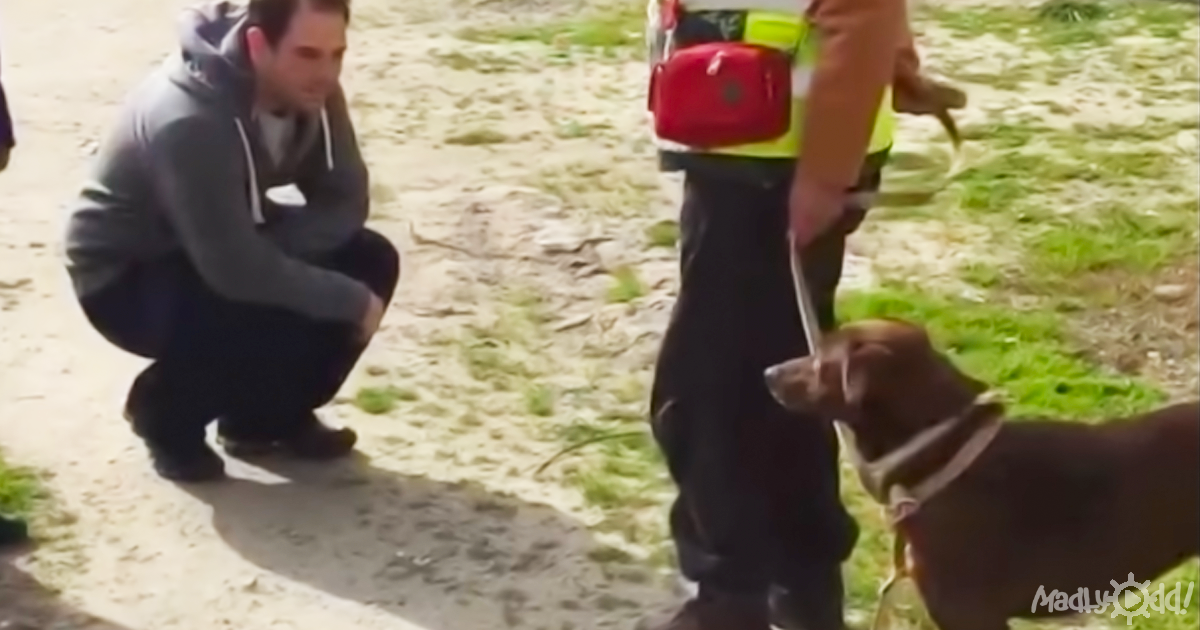 Встреча собаки и хозяина после разлуки. После встречи с собакой. После встречи с собакой. Радость встречи собаки с хозяином. Встреча хозяина и собаки после долгой разлуки.