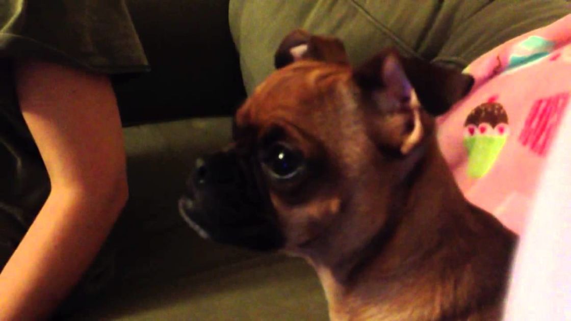 Dogs Have Feelings, Too!! Watch This Puppy Whine While Watching a Sad Scene from the Lion King