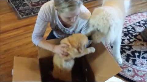 Family Surprises Their Dog With The BEST Gift For His First Birthday!