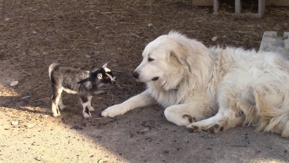 female great pyrenees