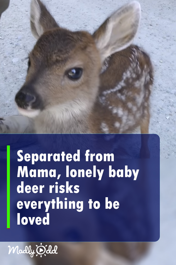 Separated From Mama, Lonely Baby Deer Risks Everything to Be Loved