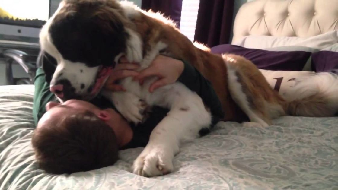 massive st bernard