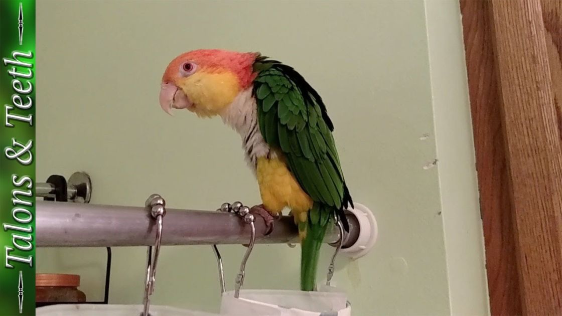 Parrot Was In The Shower. But What He Did When He Thought No One Was