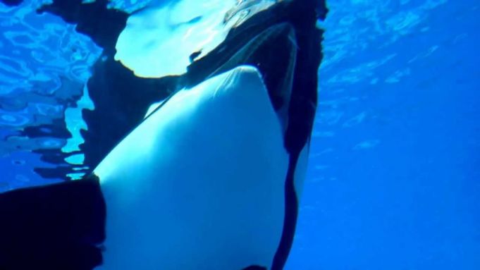 SeaWorld’s Most Famous Whale Is Dying Of A Bacterial Lung Infection ...