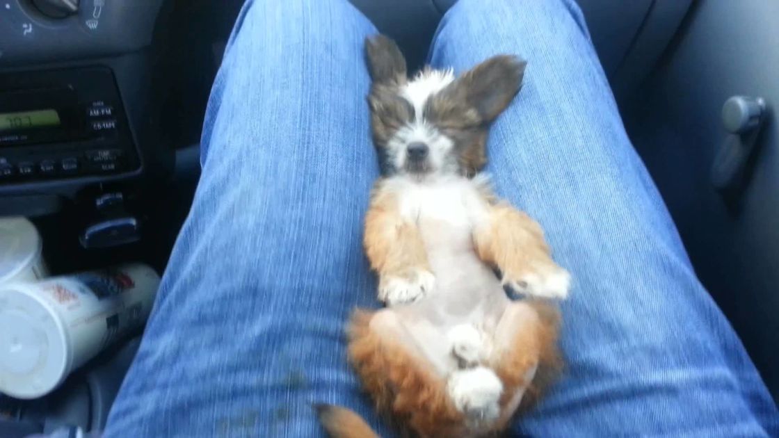 This Adorable Puppy Sleeping In His Owner’s Lap Is The Cutest 26 Seconds You Will See All Day