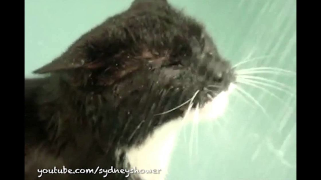This Cat Is Getting Soaking Wet, But What She Does NEXT Will Have You