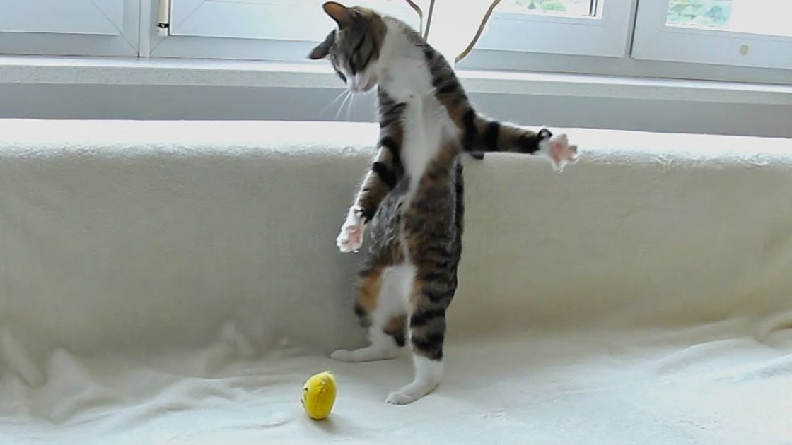 This Cat Plays With A Ball. He’s So Funny! Madly Odd!