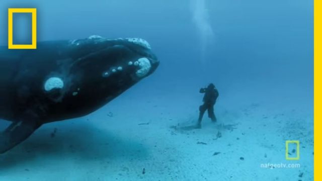 This Diver Encounters A Giant Whale On Ocean Floor And His Story Will ...